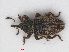  ( - RMNH.INS.543240)  @14 [ ] CreativeCommons - Attribution Non-Commercial Share-Alike (2013) Unspecified Naturalis Biodiversity Center