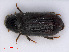  ( - RMNH.INS.543248)  @13 [ ] CreativeCommons - Attribution Non-Commercial Share-Alike (2013) Unspecified Naturalis Biodiversity Center