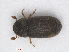  (Cryphalini - RMNH.INS.543250)  @14 [ ] CreativeCommons - Attribution Non-Commercial Share-Alike (2013) Unspecified Naturalis Biodiversity Center