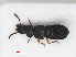  ( - RMNH.INS.543270)  @11 [ ] CreativeCommons - Attribution Non-Commercial Share-Alike (2013) Unspecified Naturalis Biodiversity Center