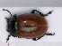  ( - RMNH.INS.543278)  @13 [ ] CreativeCommons - Attribution Non-Commercial Share-Alike (2013) Unspecified Naturalis Biodiversity Center