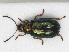  ( - RMNH.INS.543284)  @13 [ ] CreativeCommons - Attribution Non-Commercial Share-Alike (2013) Unspecified Naturalis Biodiversity Center