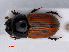  ( - RMNH.INS.543309)  @13 [ ] CreativeCommons - Attribution Non-Commercial Share-Alike (2013) Unspecified Naturalis Biodiversity Center