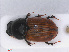  ( - RMNH.INS.543310)  @13 [ ] CreativeCommons - Attribution Non-Commercial Share-Alike (2013) Unspecified Naturalis Biodiversity Center