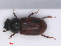  ( - RMNH.INS.543313)  @13 [ ] CreativeCommons - Attribution Non-Commercial Share-Alike (2013) Unspecified Naturalis Biodiversity Center