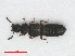  (Anotylus saulcyi - RMNH.INS.543320)  @14 [ ] CreativeCommons - Attribution Non-Commercial Share-Alike (2013) Unspecified Naturalis Biodiversity Center