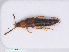  ( - RMNH.INS.543372)  @13 [ ] CreativeCommons - Attribution Non-Commercial Share-Alike (2013) Unspecified Naturalis Biodiversity Center