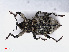  ( - RMNH.INS.549593)  @13 [ ] CreativeCommons - Attribution Non-Commercial Share-Alike (2013) Unspecified Naturalis Biodiversity Center