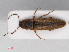  ( - RMNH.INS.552658)  @13 [ ] CreativeCommons - Attribution Non-Commercial Share-Alike (2013) Unspecified Naturalis Biodiversity Center