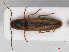  ( - RMNH.INS.552660)  @13 [ ] CreativeCommons - Attribution Non-Commercial Share-Alike (2013) Unspecified Naturalis Biodiversity Center