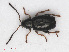  ( - RMNH.INS.552723)  @13 [ ] CreativeCommons - Attribution Non-Commercial Share-Alike (2013) Unspecified Naturalis Biodiversity Center