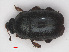  ( - RMNH.INS.552725)  @13 [ ] CreativeCommons - Attribution Non-Commercial Share-Alike (2013) Unspecified Naturalis Biodiversity Center