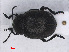  ( - RMNH.INS.555696)  @13 [ ] CreativeCommons - Attribution Non-Commercial Share-Alike (2013) Unspecified Naturalis Biodiversity Center