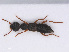  ( - RMNH.INS.555719)  @11 [ ] CreativeCommons - Attribution Non-Commercial Share-Alike (2013) Unspecified Naturalis Biodiversity Center