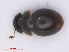  ( - RMNH.INS.555720)  @13 [ ] CreativeCommons - Attribution Non-Commercial Share-Alike (2013) Unspecified Naturalis Biodiversity Center