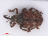  (Coeliodes - RMNH.INS.555737)  @14 [ ] CreativeCommons - Attribution Non-Commercial Share-Alike (2013) Unspecified Naturalis Biodiversity Center
