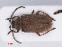  ( - RMNH.INS.555741)  @14 [ ] CreativeCommons - Attribution Non-Commercial Share-Alike (2013) Unspecified Naturalis Biodiversity Center