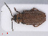  ( - RMNH.INS.555742)  @13 [ ] CreativeCommons - Attribution Non-Commercial Share-Alike (2013) Unspecified Naturalis Biodiversity Center