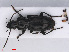  ( - RMNH.INS.555743)  @13 [ ] CreativeCommons - Attribution Non-Commercial Share-Alike (2013) Unspecified Naturalis Biodiversity Center