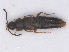  ( - RMNH.INS.555758)  @11 [ ] CreativeCommons - Attribution Non-Commercial Share-Alike (2013) Unspecified Naturalis Biodiversity Center