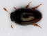  ( - RMNH.INS.555851)  @14 [ ] CreativeCommons - Attribution Non-Commercial Share-Alike (2013) Unspecified Naturalis Biodiversity Center