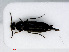  ( - RMNH.INS.555876)  @14 [ ] CreativeCommons - Attribution Non-Commercial Share-Alike (2013) Unspecified Naturalis Biodiversity Center