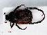  ( - RMNH.INS.555890)  @11 [ ] CreativeCommons - Attribution Non-Commercial Share-Alike (2013) Unspecified Naturalis Biodiversity Center
