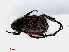  ( - RMNH.INS.555896)  @11 [ ] CreativeCommons - Attribution Non-Commercial Share-Alike (2013) Unspecified Naturalis Biodiversity Center