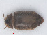  ( - RMNH.INS.555937)  @11 [ ] CreativeCommons - Attribution Non-Commercial Share-Alike (2013) Unspecified Naturalis Biodiversity Center