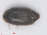  (Arthrolips nana - RMNH.INS.555939)  @13 [ ] CreativeCommons - Attribution Non-Commercial Share-Alike (2013) Unspecified Naturalis Biodiversity Center