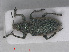  ( - RMNH.INS.555973)  @13 [ ] CreativeCommons - Attribution Non-Commercial Share-Alike (2013) Unspecified Naturalis Biodiversity Center