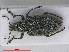  ( - RMNH.INS.555974)  @13 [ ] CreativeCommons - Attribution Non-Commercial Share-Alike (2013) Unspecified Naturalis Biodiversity Center