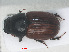  ( - RMNH.INS.556121)  @11 [ ] CreativeCommons - Attribution Non-Commercial Share-Alike (2013) Unspecified Naturalis Biodiversity Center