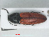  ( - RMNH.INS.556152)  @13 [ ] CreativeCommons - Attribution Non-Commercial Share-Alike (2013) Unspecified Naturalis Biodiversity Center