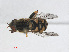  ( - RMNH.INS.543573)  @11 [ ] CreativeCommons - Attribution Non-Commercial Share-Alike (2013) Unspecified Naturalis Biodiversity Center