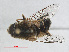  ( - RMNH.INS.543583)  @11 [ ] CreativeCommons - Attribution Non-Commercial Share-Alike (2013) Unspecified Naturalis Biodiversity Center