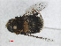  ( - RMNH.INS.543586)  @11 [ ] CreativeCommons - Attribution Non-Commercial Share-Alike (2013) Unspecified Naturalis Biodiversity Center