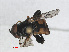  ( - RMNH.INS.543590)  @12 [ ] CreativeCommons - Attribution Non-Commercial Share-Alike (2013) Unspecified Naturalis Biodiversity Center