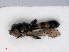  ( - RMNH.INS.543591)  @12 [ ] CreativeCommons - Attribution Non-Commercial Share-Alike (2013) Unspecified Naturalis Biodiversity Center