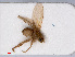  ( - RMNH.INS.543612)  @11 [ ] CreativeCommons - Attribution Non-Commercial Share-Alike (2013) Unspecified Naturalis Biodiversity Center