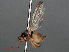  ( - RMNH.INS.543614)  @11 [ ] CreativeCommons - Attribution Non-Commercial Share-Alike (2013) Unspecified Naturalis Biodiversity Center