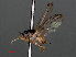  ( - RMNH.INS.543615)  @11 [ ] CreativeCommons - Attribution Non-Commercial Share-Alike (2013) Unspecified Naturalis Biodiversity Center