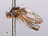  ( - RMNH.INS.543616)  @11 [ ] CreativeCommons - Attribution Non-Commercial Share-Alike (2013) Unspecified Naturalis Biodiversity Center
