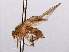  ( - RMNH.INS.543621)  @11 [ ] CreativeCommons - Attribution Non-Commercial Share-Alike (2013) Unspecified Naturalis Biodiversity Center
