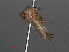  ( - RMNH.INS.543623)  @11 [ ] CreativeCommons - Attribution Non-Commercial Share-Alike (2013) Unspecified Naturalis Biodiversity Center