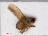  ( - RMNH.INS.543625)  @11 [ ] CreativeCommons - Attribution Non-Commercial Share-Alike (2013) Unspecified Naturalis Biodiversity Center