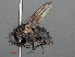  ( - RMNH.INS.543633)  @13 [ ] CreativeCommons - Attribution Non-Commercial Share-Alike (2013) Unspecified Naturalis Biodiversity Center