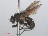  ( - RMNH.INS.543634)  @13 [ ] CreativeCommons - Attribution Non-Commercial Share-Alike (2013) Unspecified Naturalis Biodiversity Center