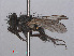  ( - RMNH.INS.543636)  @11 [ ] CreativeCommons - Attribution Non-Commercial Share-Alike (2013) Unspecified Naturalis Biodiversity Center
