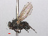  ( - RMNH.INS.543647)  @11 [ ] CreativeCommons - Attribution Non-Commercial Share-Alike (2013) Unspecified Naturalis Biodiversity Center